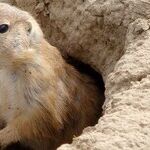 The Groundhog and Venus