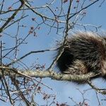 Porcupine Moon
