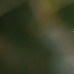 Bird Beaks and Lunar Conjunctions