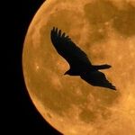 Intel Moon