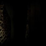 Venus Takes a Leopard