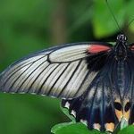 Transit of Icky Transformation