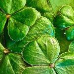 St. Patrick's Planets