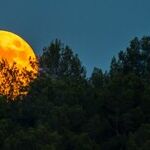 Pregnant Summer Moon