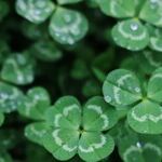 Taurus Moon Rules St. Patrick's Day