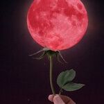 Flower Moon Eclipse