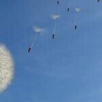 Seed Moon