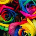 Rainbow Filters of the Neptune Retrograde