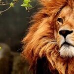 Venus the Lionheart