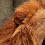 Lion Vibes at a High
