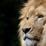 Twitching Tail of the Lion