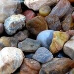 Earth Sign Trine