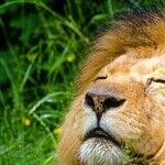 Lion's Last Call