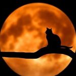 Hunter's Moon