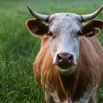 Moon of the Blinking Bull