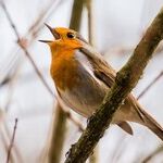 Singing on the Solstice