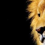 Pride of the Lunar Lion