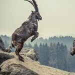 Capricorn Collective