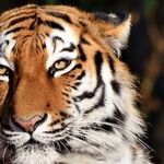 Year of the Tiger Commences