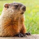 Moon Favors Psychic Marmots