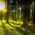 Last Days of the Pisces Sun