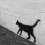 Alley Cat Moon