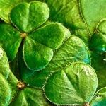 Luck o' the Irish