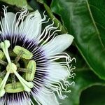 Organized Passions