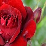 Venus Votes; Love Wins