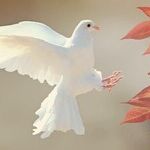 International Day of Peace