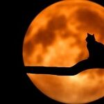 The Moon's Proclamation