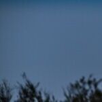 Lunar Lightness