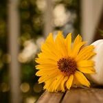 Thanksgiving Blessings