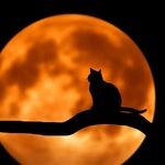 Waltz of the Cat Moon