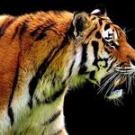 Tiger's Exit