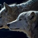 Wolf Moon