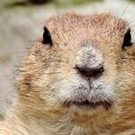 Domestic Moon for Marmots