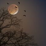 Hype Moon