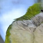 Lunar Lovebirds