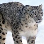 Snow Leopard Stalking