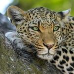 Big Cat Weekend