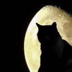Cat Moon Opposition