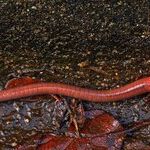 Worm Moon