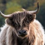 Strength of a Bull