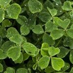 Starry Luck O' the Irish