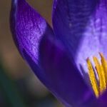 Spring Equinox