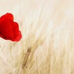 Blossoms of Aries