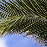 Of Palms and Planets