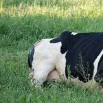Mercury Change to Cow Constellation