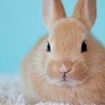 Lunar Bunny Hop